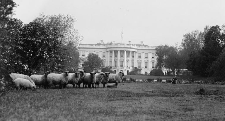 حيوانات في البيت بالأبيض