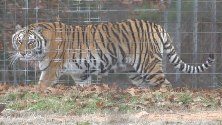 حيوانات في البيت بالأبيض