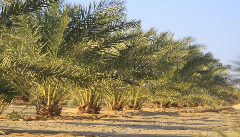نخيل ليبيا