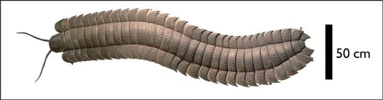 الحشرة المكتشفة