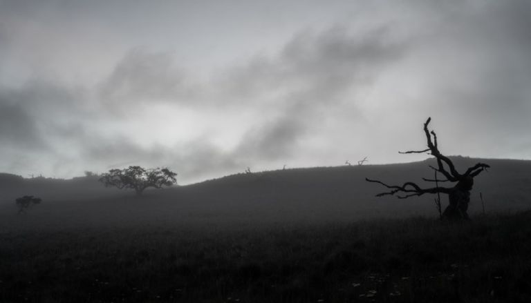 ضباب كثيف في السعودية