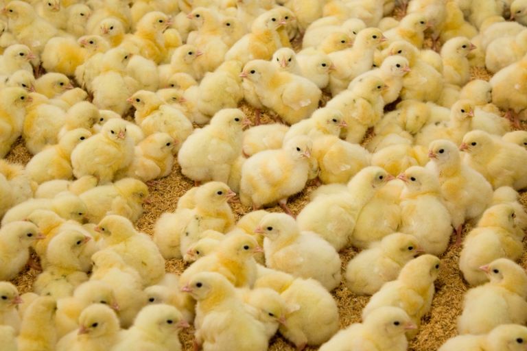 كتاكيت - أرشيفية