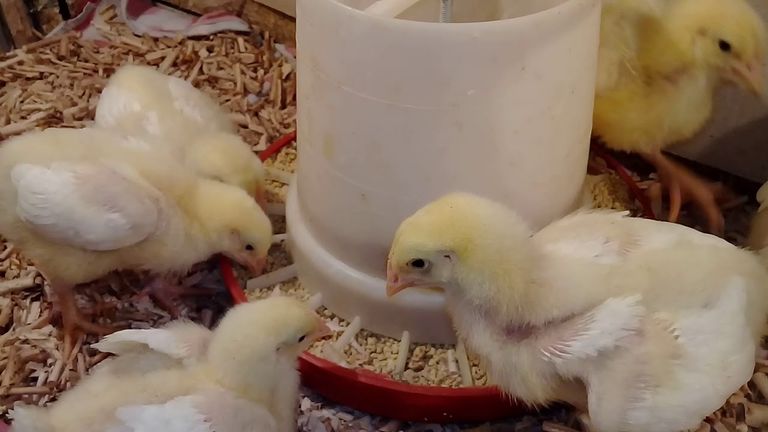 كتاكيت - أرشيفية