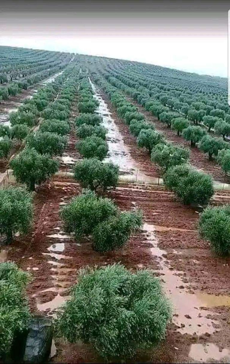 غابة الزيتون بمحافظة صفاقس