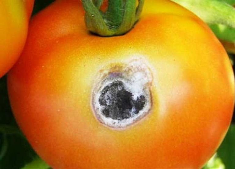 حقيقة إصابة الطماطم بالتسمم في مصر شائعات كاذبة عن «طماطم مسمومة» في مصر