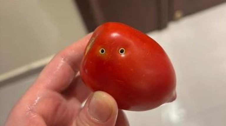 حقيقة إصابة الطماطم بالتسمم في مصر شائعات كاذبة عن «طماطم مسمومة» في مصر