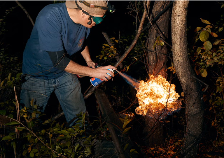 ذبابة الفانوس المرقطة الغازية