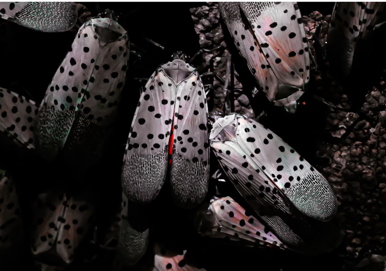 ذبابة الفانوس المرقطة الغازية