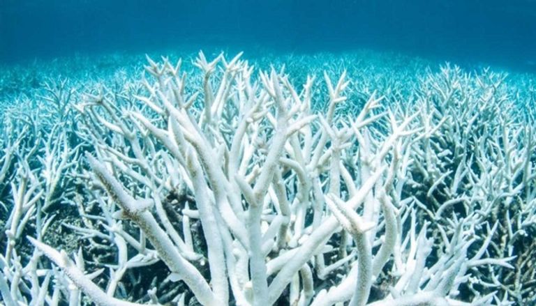 ظاهرة ابيضاض المرجان