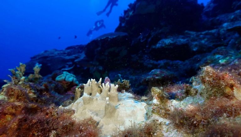 ظاهرة ابيضاض المرجان