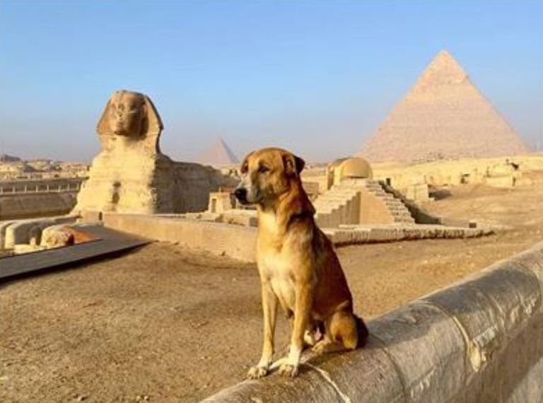 كلب الأهرامات والإله أنوبيس