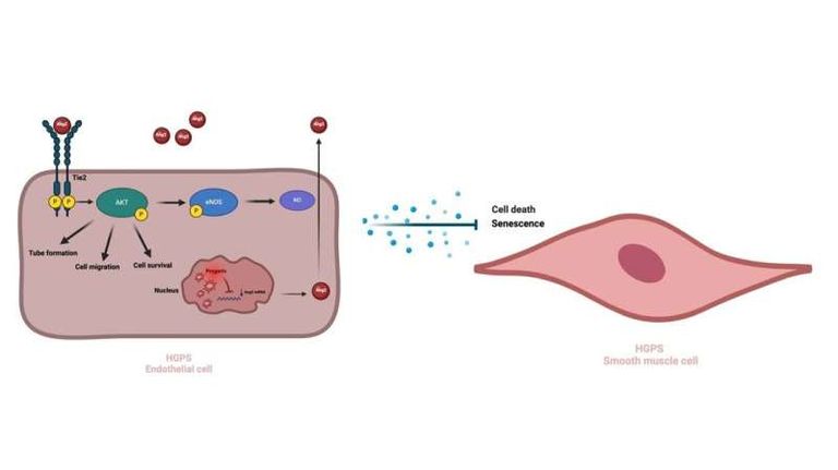 اكتشاف بروتيني قد يطيل عمر مرضى الشيخوخة المبكرة