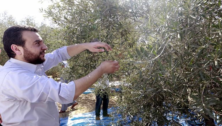 فلسطينية تدافع عن أشجار الزيتون بأرضها