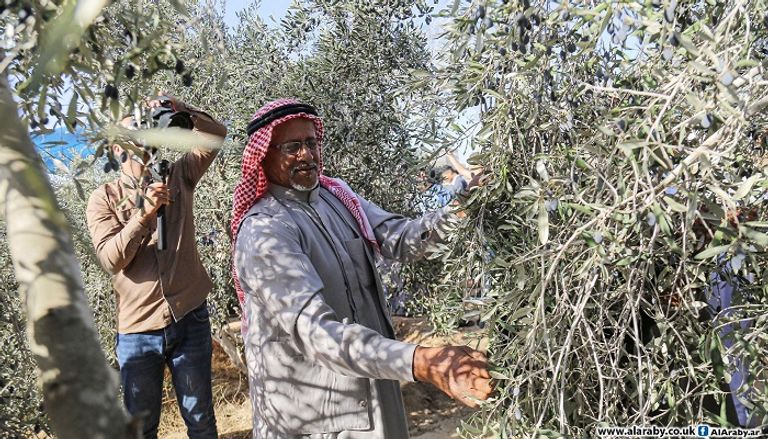 فلسطينية تدافع عن أشجار الزيتون بأرضها