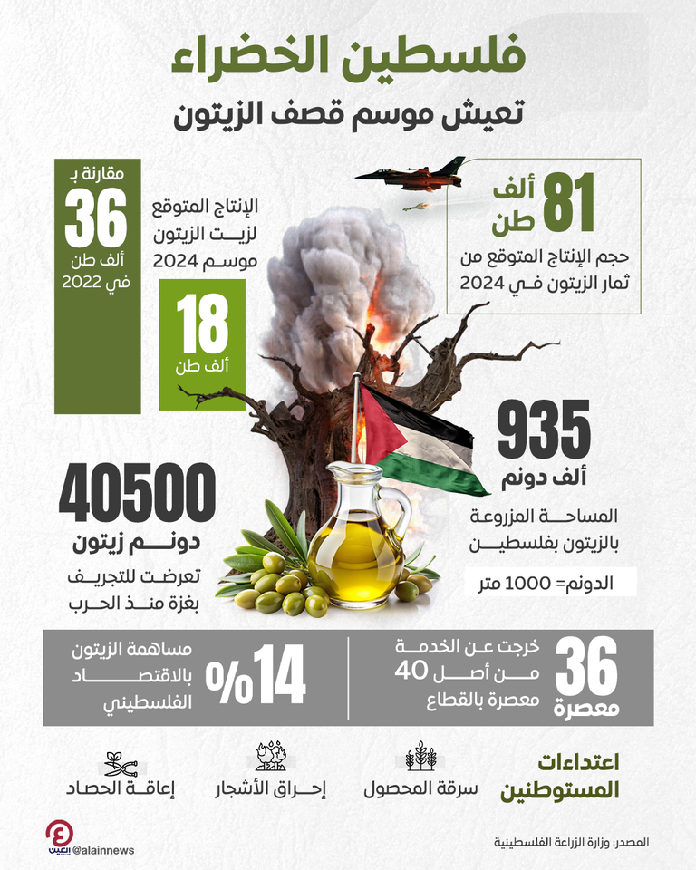 فلسطينية تدافع عن أشجار الزيتون بأرضها