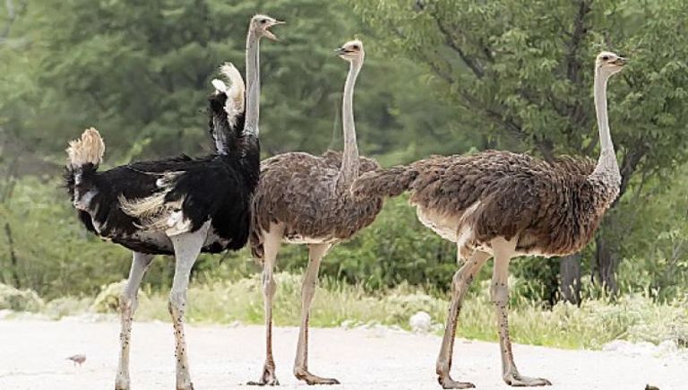 ركلات النعام قادرة على قتل أسد