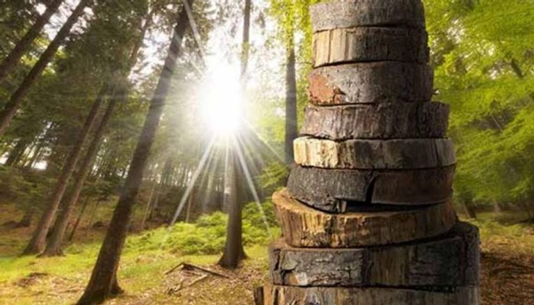 تجريف الغابات الإندونيسية