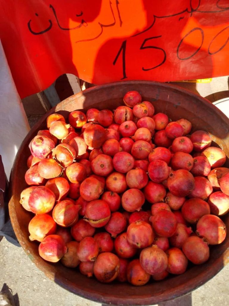 حصد ثمار الرمان 