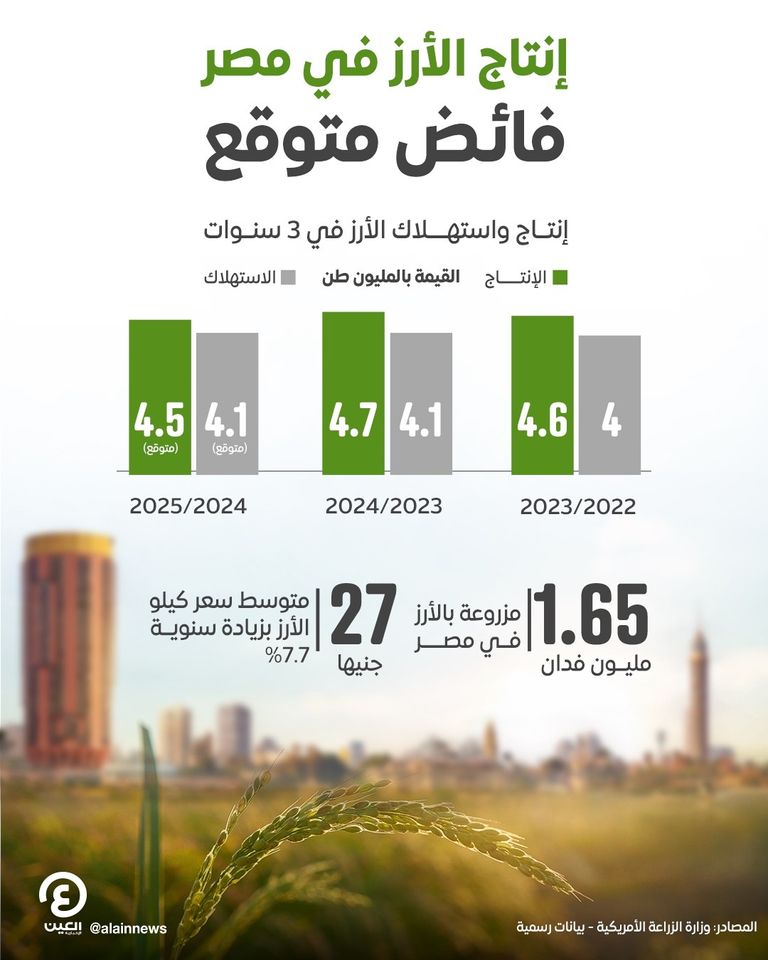 زراعة الأرز في مصر