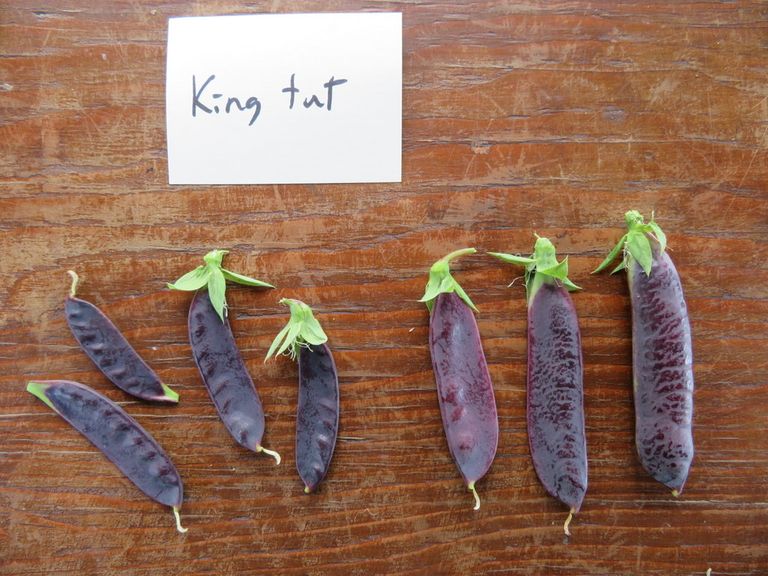 بازلاء توت عنخ آمون