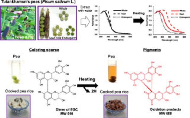 بازلاء توت عنخ آمون