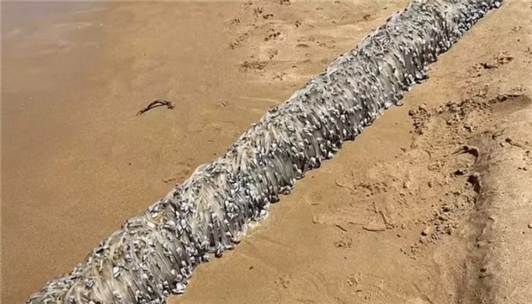 مخلوق غريب في استراليا مخلوق غريب في استراليا