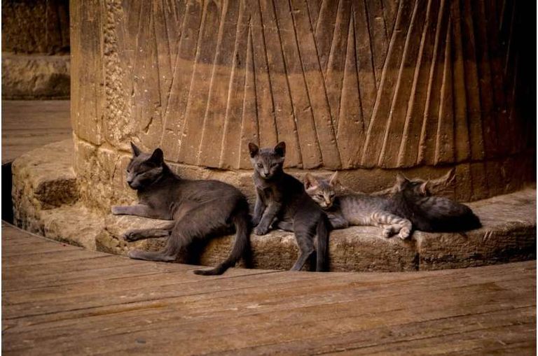 الكثير من أسرار تدجين القطط لم يكتشف بعد