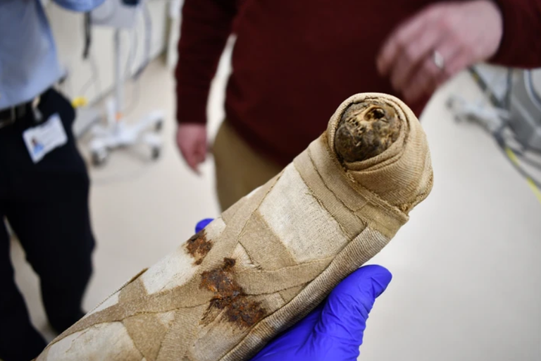 الكثير من أسرار تدجين القطط لم يكتشف بعد