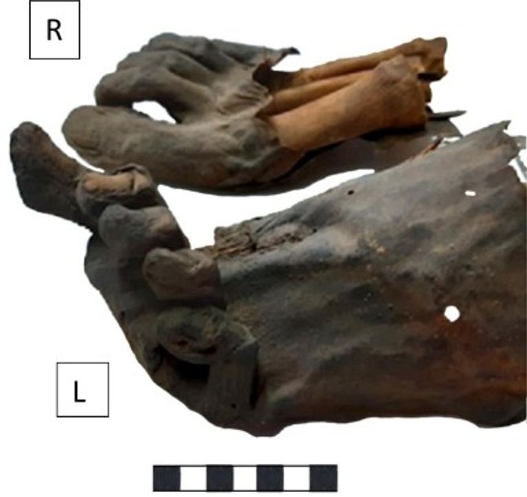 الباحثون قاموا بفحص كل أجزاء الهيكل العظمي لراموس