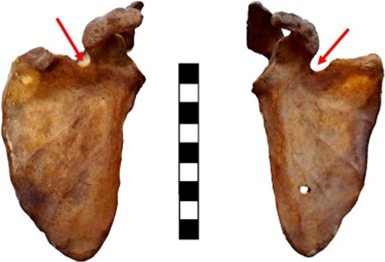 الباحثون قاموا بفحص كل أجزاء الهيكل العظمي لراموس