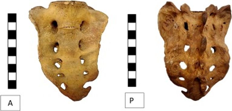الباحثون قاموا بفحص كل أجزاء الهيكل العظمي لراموس
