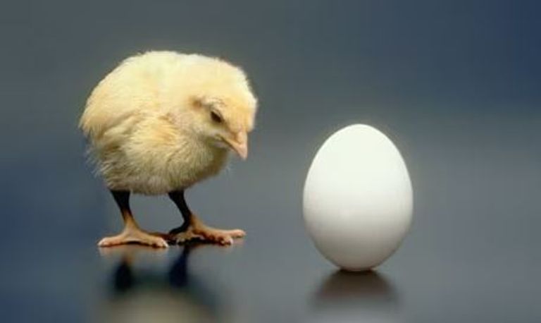 لغز البيضة والدجاجة