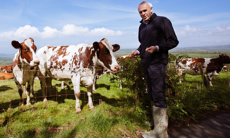 باتريك هولدن في مزرعة أبقار