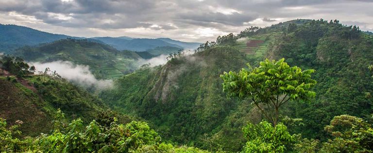 غابات أفريقيا COP29 - أرشيفية