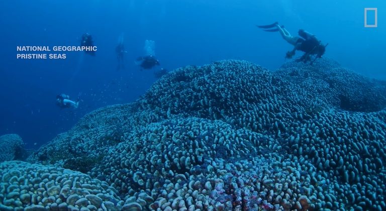 كتلة المرجان المكتشفة