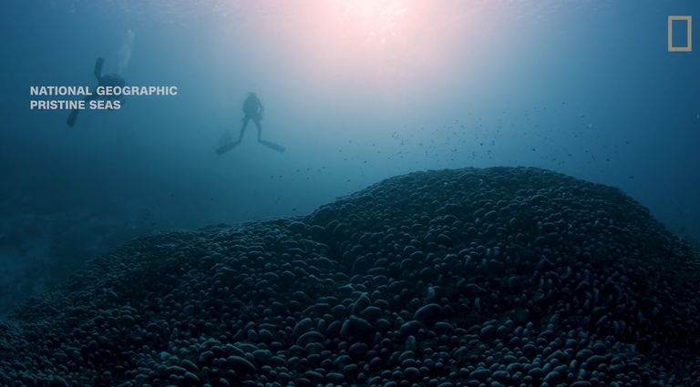 كتلة المرجان المكتشفة