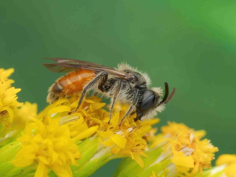 النحل البري