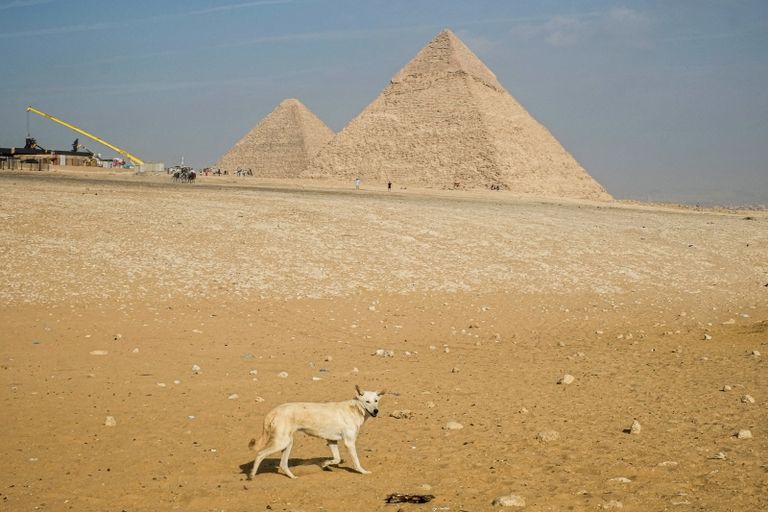 أحد كلاب منطقة الأهرامات