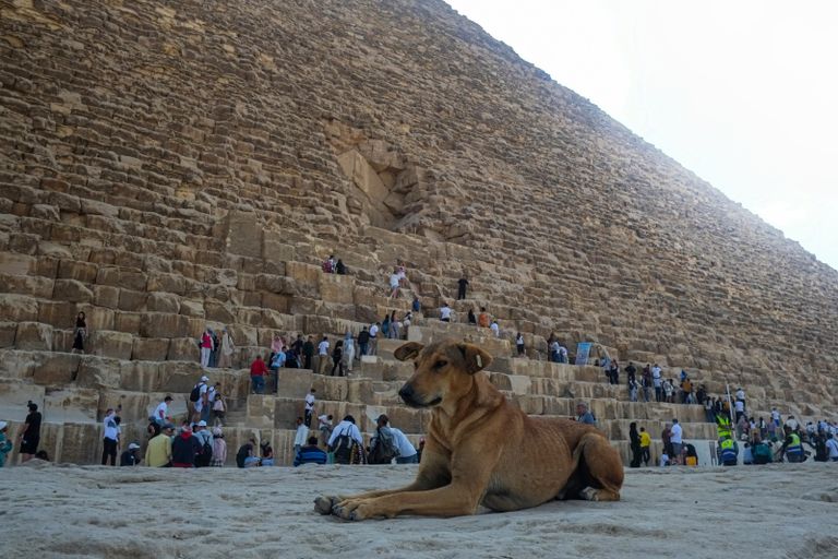 أحد كلاب منطقة الأهرامات