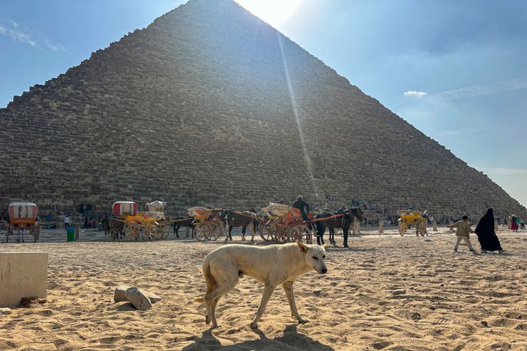أحد كلاب منطقة الأهرامات