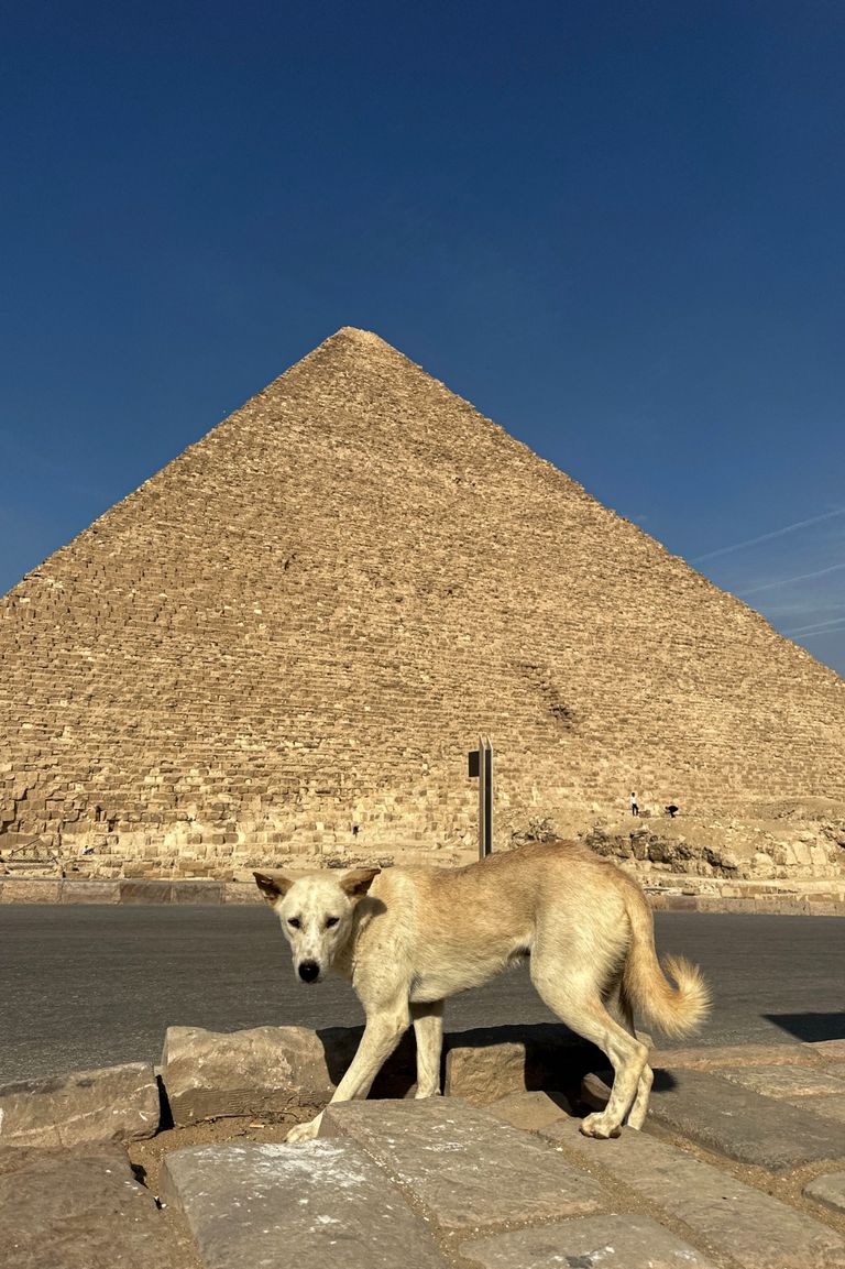 أحد كلاب منطقة الأهرامات