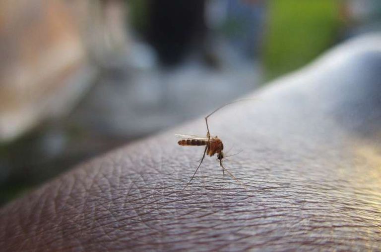 تغير المناخ مسؤول عن نحو خُمْس الحالات المسجلة لحمى الضنك