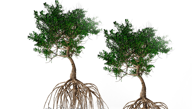 إطلاق استراتيجية 2031 لتحالف القرم من COP29