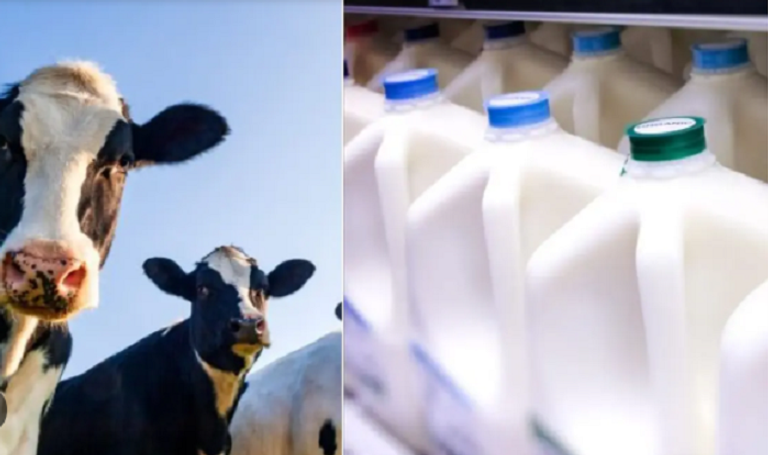 إنفلونزا الطيور.. خطر إضافي لقائمة أخطار الحليب الخام 