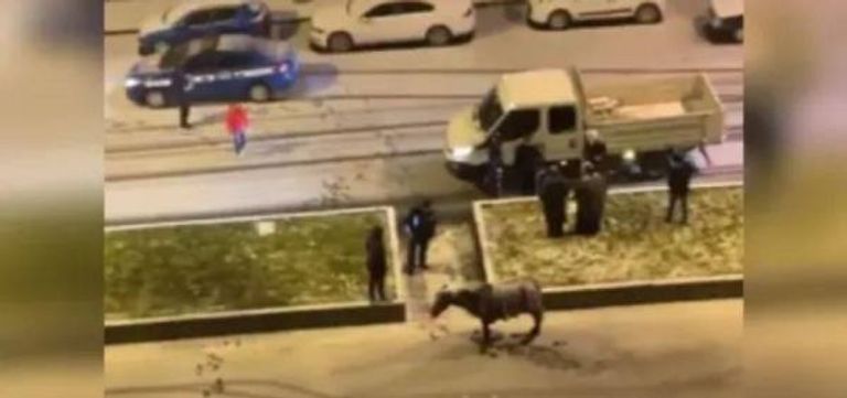 حصان تركيا المتجمد