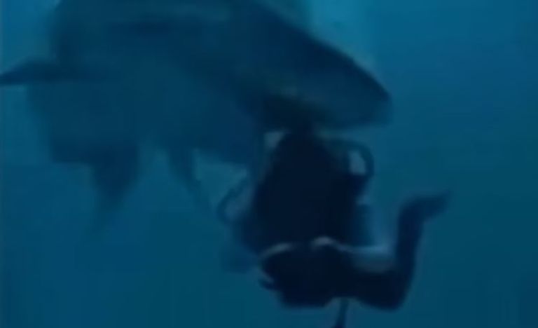 قرش يهاجم غواصا في المالديف