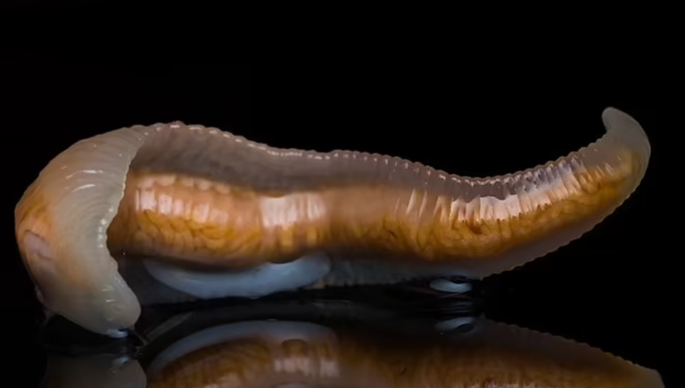 "دودة اللسان" الطفيلية يصل طولها إلى 5 بوصات