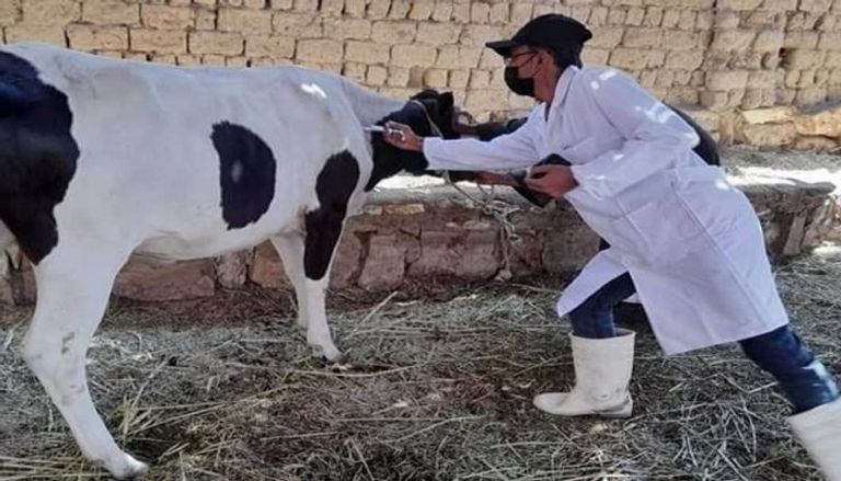 مرض البروسيلا في مصر مرض البروسيلا في مصر