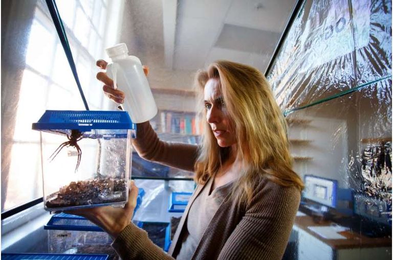 أدمغة العناكب تكشف أسرارا جديدة حول تطور مرض ألزهايمر