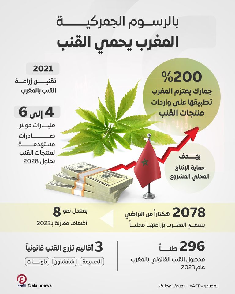 الحكومة المغربية تحمي «القنب» المحلي